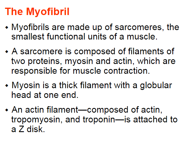 <p>sarcomeres </p>