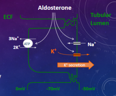 <p><u>Aldosterone acts to:</u></p><p>✿ <span class="tt-bg-green">Increase the activity of the Na+/K+ pump</span>, resulting in increased potassium (K+) influx and intracellular potassium concentration ([K+]i), establishing a cell-lumen concentration gradient.</p><p>✿<span class="tt-bg-green"> Increase the number of </span>epithelial sodium channels <span class="tt-bg-green">(ENaC)</span>, leading to increased sodium (Na+) reabsorption, reduced cell negativity, increased lumen negativity, and establishment of a voltage gradient.</p><p>✿ Redistribute ENaC from intracellular localization to the membrane.</p><p>✿Increase the permeability of the luminal membrane to potassium (K).</p>