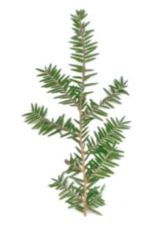 <p>What is a Gymnosperm?</p>