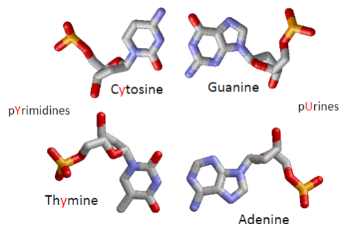 <p>Cytosine, Guanine, Adenine, Thymine.</p>