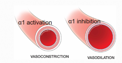 <p><strong>α1-adrenoceptor antagonism</strong>: Antipsychotics can block <strong>α1-adrenoceptors</strong>, which are involved in <strong>vasoconstriction</strong>.</p><p><strong>Leads to hypotension</strong>: Blocking these receptors can cause <strong>dilation of blood vessels</strong>, resulting in <strong>lower blood pressure</strong> (hypotension).</p>