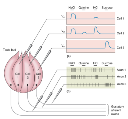 <p>Taste receptor cells respond to different taste stimuli (e.g., salt, bitter, sour, sweet) by changing their <strong>membrane potential</strong>.</p><p>These cells express specific <strong>taste receptors</strong>, primarily responding to one of the five basic tastes. Varying <strong>sensitivities</strong> to taste stimuli. </p><p>They form <strong>synapses</strong> with gustatory afferent axons. </p><p>This connection enables the transmission of <strong>gustatory information</strong> to the brain. </p>