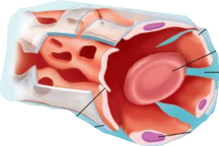 <p><em>name this capillary </em></p><p></p><p>Occur in __________, bone marrow, _________, and adrenal medulla</p><p>Have ________ intercellular clefts and fenestrations with few tight junctions</p><p>Incomplete _______________________</p><p>Blood flows __________ through these channels</p>