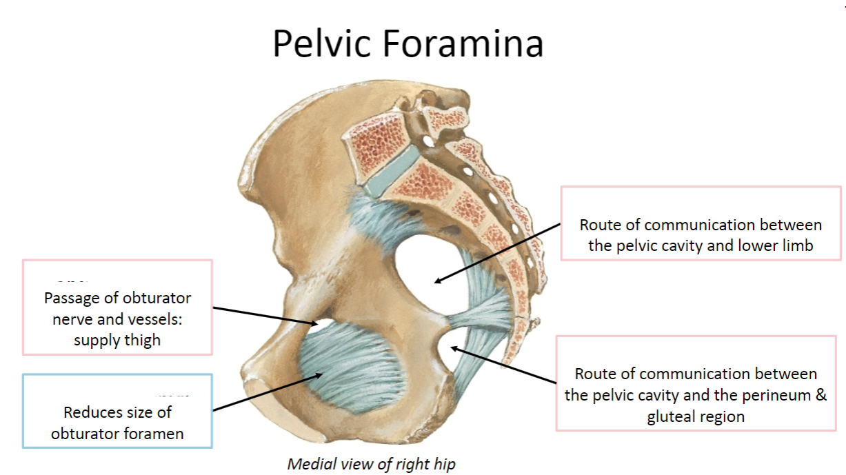 <p>Label the pelvic foramina (4)</p>