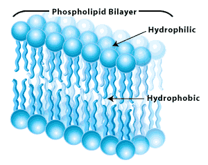 the tail of a phospholipid molecule that is repelled by water