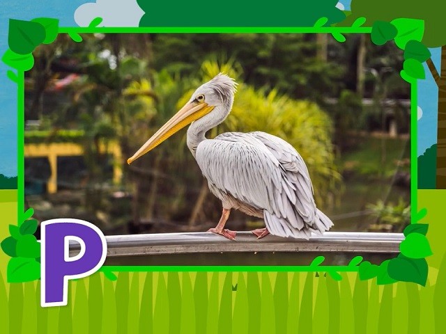 <p>pelican</p>