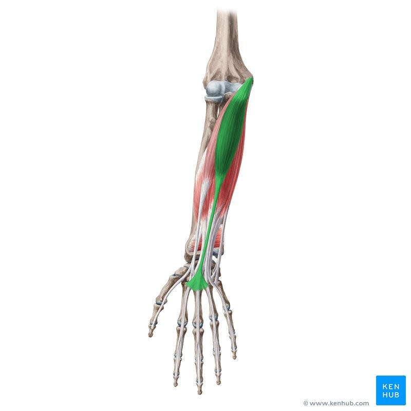 <p>MRF</p><p>Medial epicondyle of humerus</p><p>Radial tuberosity or palmar aponeurosis</p><p>Flexes elbow; flexes wrist</p><p>Elbow</p>