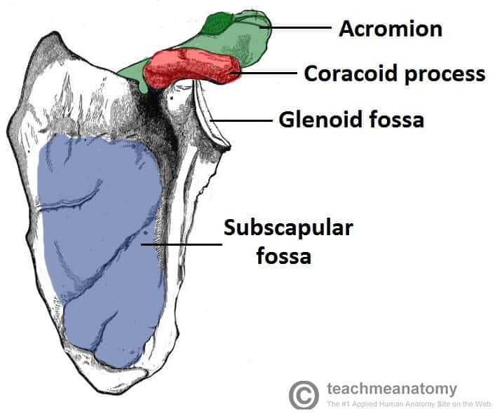 <p>hollow or depression</p><p>ex: glenoid fossa of scapula</p>