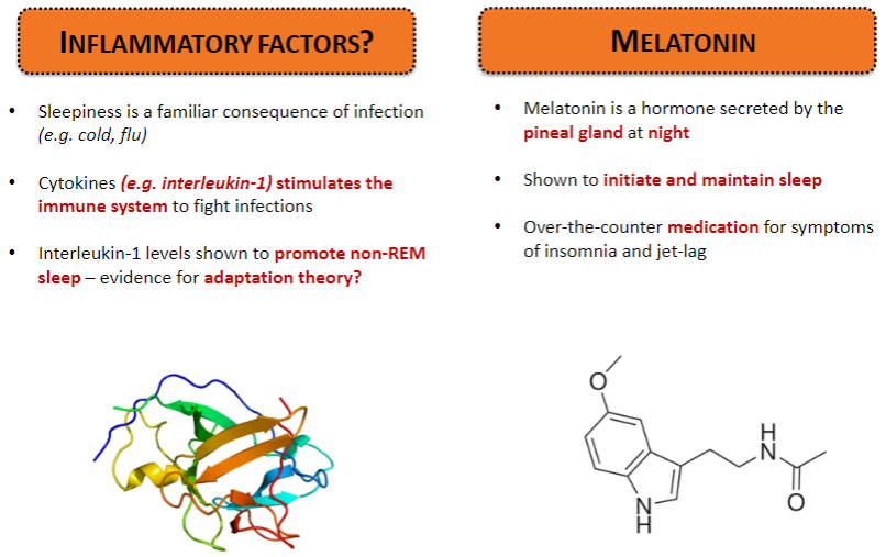 <p><strong>Melatonin</strong>: A hormone secreted by the pineal gland at night that helps initiate and maintain sleep. It is commonly used as an over-the-counter medication for insomnia and jet lag.</p><p><strong>Inflammatory Factors</strong>: Sleepiness is a common symptom of infection (e.g., cold, flu).</p><p><strong>Cytokines</strong>: Cytokines like interleukin-1 stimulate the immune system to fight infections.</p><p><strong>Interleukin-1 and Non-REM Sleep</strong>: Elevated levels of interleukin-1 promote non-REM sleep, which may support the adaptation theory of sleep.</p>