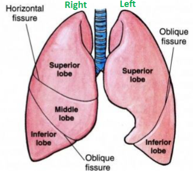 <p>The right lung has 3 lobes: superior, middle, and inferior, which are divided by the oblique fissure and horizontal fissure.</p>