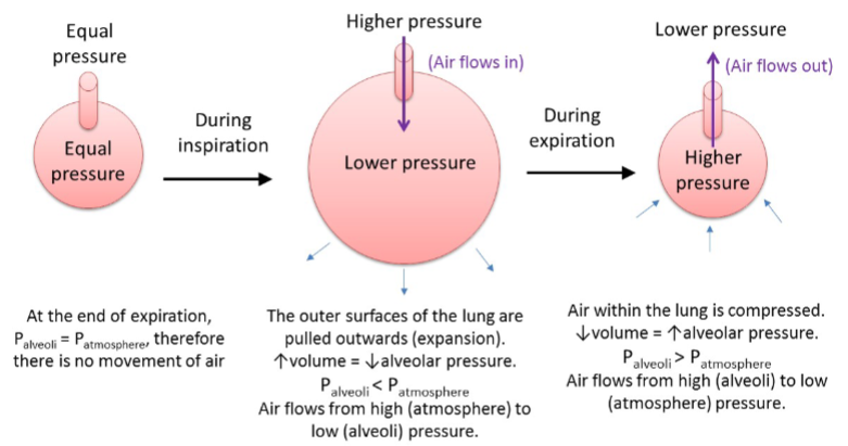 <p>꩜ During inspiration, increases in lung volume decrease alveolar pressure, generating a pressure gradient between the alveoli and the atmosphere.</p><p>꩜ Air moves from the area of high pressure (atmosphere) to low pressure (alveoli).</p><p>꩜ The process reverses during expiration.</p>