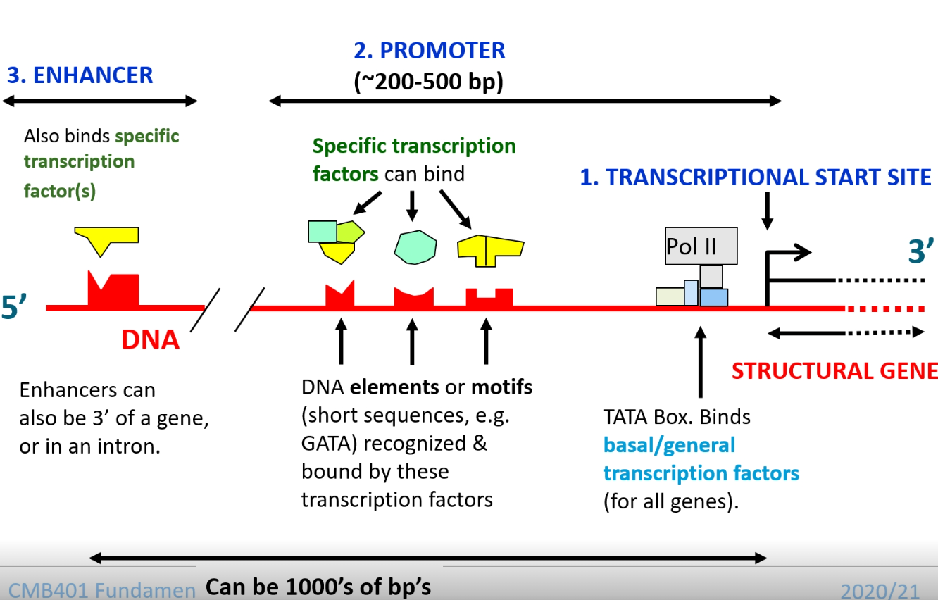 <p>- Transcription factors (TF) bind to regulatory regions of a gene and affect its expression by switching it on/off- Certain TFs are tissues specific, and different TFs are associated with differentiation of stem cells into different tissues.</p>