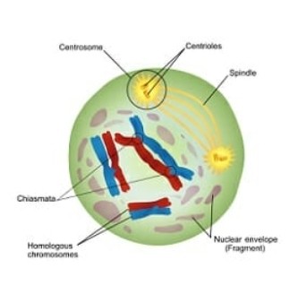 <p>-Les chromosomes se raccourcissent et s'épaississent, l'enveloppe nucléaire et les nucléoles disparaissent.</p><p></p><p>-Les chromosomes se groupent en paires homologues (une tétrade), permet un appariement très précis entre les gènes</p><p></p><p>- Dans cette phase -&gt; enjambées (une portion de chromatine avec autre) = recombinaison  génétique</p><p></p><p>- se produit dans le chiasma, donne 4 chromosomes diff combinaison</p>