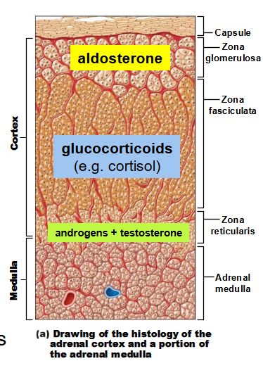 <p>&nbsp; Located on the superior surface of each kidney</p><p>&nbsp; parts: adrenal cortex (outer)&nbsp;and adrenal medulla (inner)</p>