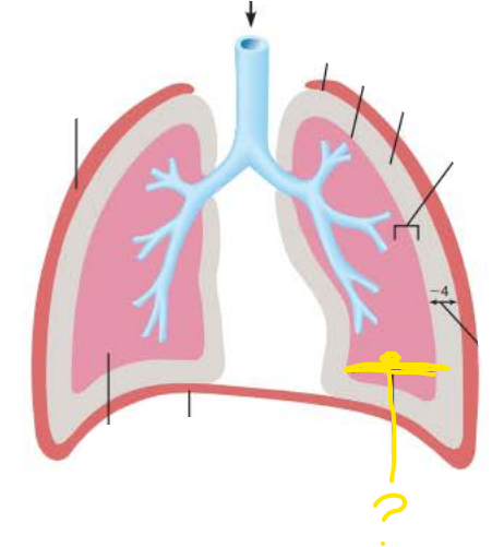 <p>_______________ __________</p><p>Pressure in the alveoli</p><p>Always equalizes with the atmospheric pressure </p><p>760 mm Hg</p>