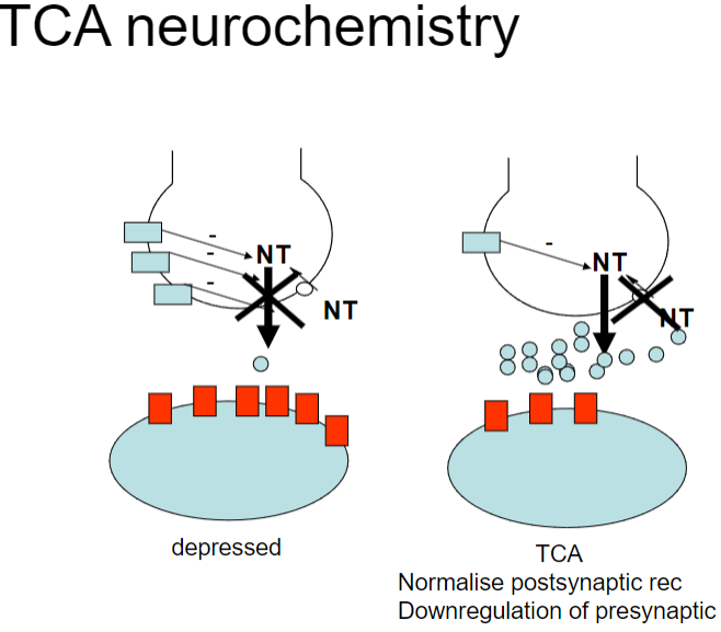 <p><strong>NT in depression:</strong> Imbalance in neurotransmitters (e.g., serotonin, norepinephrine) is linked to depression.</p><p><strong>TCA action:</strong> TCAs inhibit the reuptake of serotonin (5-HT) and norepinephrine (NA), increasing their availability in the synaptic cleft.</p><p><strong>Receptor effects:</strong> TCAs lead to <strong>downregulation</strong> of presynaptic receptors (e.g., α2, 5-HT1A) and <strong>normalization</strong> of postsynaptic receptors, contributing to improved mood and function.</p>