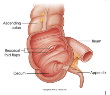 <p>The cecum is a dilated pocket at the beginning of the large intestine, often considered an evolutionary remnant. It is also the location of the appendix, a small blind-ended tube known as the veriform appendix.</p>