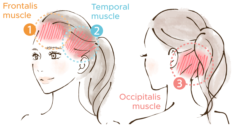 <p>Frontalis - raises eyebrows; draws scalp forward</p><p>Temporalis (2) </p><p>Occipitalis - draws scalp backwards</p><p><em>Epicranius consists of both the frontalis and occipitalis</em></p>