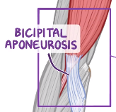 <p>Bicipital aponeurosis</p>