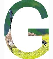 <p>geese</p>