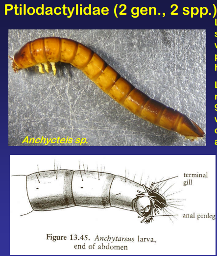 <p>Ptilodactylidae</p>