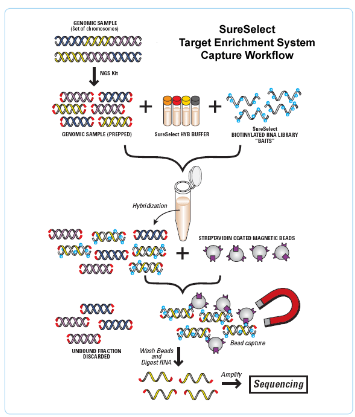 <p><strong>Target Enrichment</strong>: Specific regions of interest (exons) are captured using probes (baits).</p><p><strong>Capture Technique</strong>: Baits are designed to bind to the target regions, enriching the sample for the exonic sequences.</p><p><strong>Exome Size</strong>: The exome typically covers around 50Mb of the genome, which is much smaller than the entire genome (~3 billion base pairs).</p>