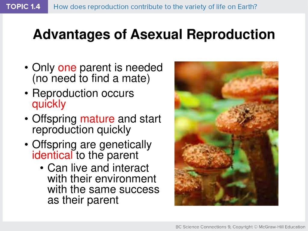 Advantages of asexual reproduction