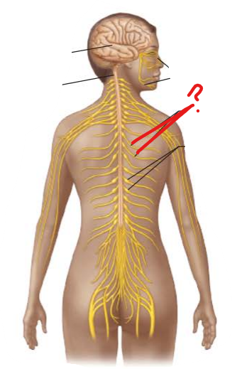 <p>identify and is it PNS or CNS?</p>