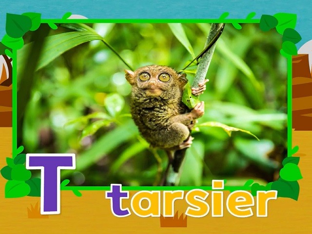 <p>tarsier</p>