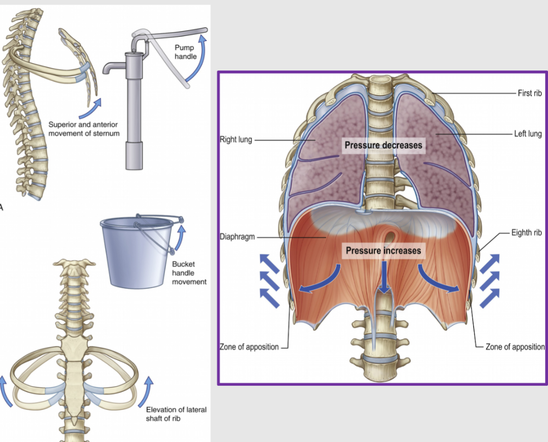 <p>Transverse increase is illustrated using a bucket with two handles. Lifting handles is like raising right and left ribs at the costovertebral and costosternal joints.</p>