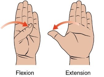 <p>Planes of motion for CMC: flexion/extension</p>