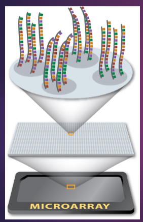 <p>A spot contains many copies of the same single-stranded oligonucleotide, referred to as a “probe.”</p><p>Each probe is designed for genotyping one specific SNP.</p>