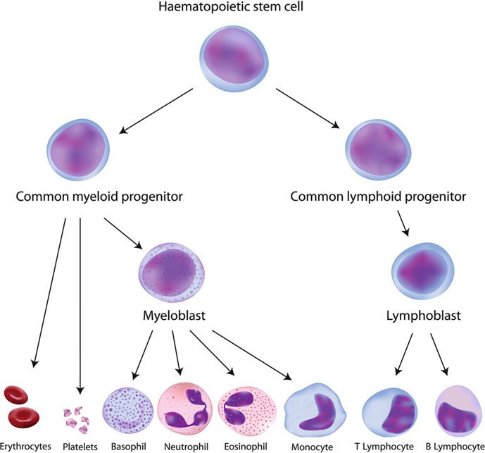 <p>-Gives rise to Lymphocytes-20-30% peripheral blood white cells-6-10 microns in diameter with large nucleus,small halo of cytoplasm-Upon stimulation by Ag become EFFECTORCELLS or MEMORY CELLS-2 main types: T cells and B cells(T-lymphocytes and B-lymphocytes)-Early developmental stage, cells pass toThymus – become T cells or stay in Bonemarrow – become B cells</p>