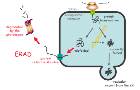 <p>Endoplasmic-Reticulum-Associated protein degradation</p>
