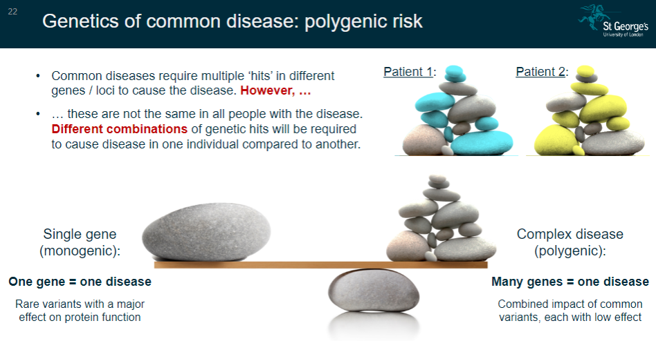 <p><strong>Monogenic (Single gene)</strong>: One gene causes one disease, typically due to rare variants with a major effect on protein function.</p><p><strong>Polygenic (Complex disease)</strong>: Many genes contribute to one disease, where the combined impact of common variants, each with a low effect, leads to disease.</p><p><strong>Polygenic diseases</strong>: Require multiple ‘hits’ in different genes or loci, but the combinations of genetic hits vary across individuals.</p>