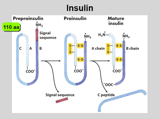 <p><strong>Preproinsulin Synthesis:</strong></p><p>Synthesized in the endoplasmic reticulum (ER).</p><p><strong>Proinsulin Formation:</strong></p><p>Signal peptide removal creates proinsulin with A, B chains, and C peptide.</p><p><strong>Transport to Golgi:</strong></p><p>Proinsulin transported to the Golgi apparatus.</p><p><strong>Proteolytic Cleavage:</strong></p><p>Endopeptidases in secretory vesicles cleave C peptide from proinsulin.</p><p><strong>Insulin and C Peptide:</strong></p><p>Cleavage yields mature insulin and C peptide.</p><p><strong>Storage and Release:</strong></p><p>Stored in vesicles until stimuli trigger release.</p><p><strong>Biological Activity:</strong></p><p>Released insulin enters bloodstream, exerting biological effects.</p><p><strong>C Peptide Function:</strong></p><p>C peptide, though cleaved, has physiological functions.</p>