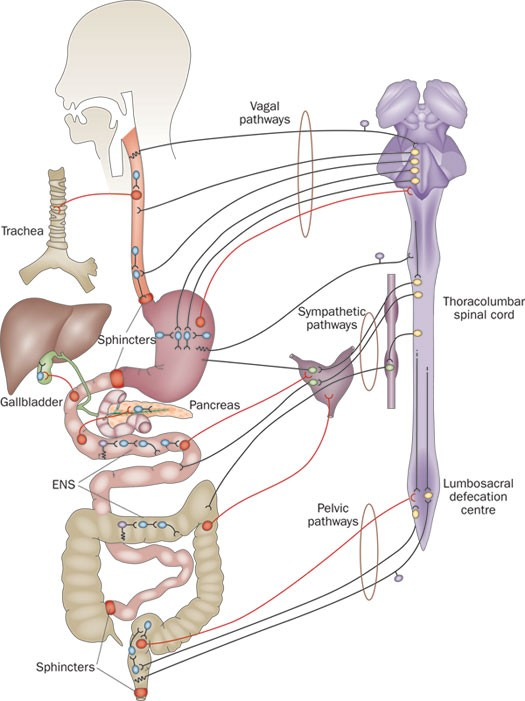 <p>Enteric nervous system (ENS)</p>