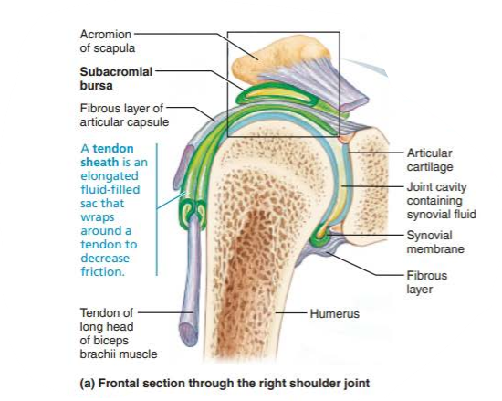 <p>flattened fibrous sacs lined with synovial membrane</p><p>contains thin film of synovial fluid</p>