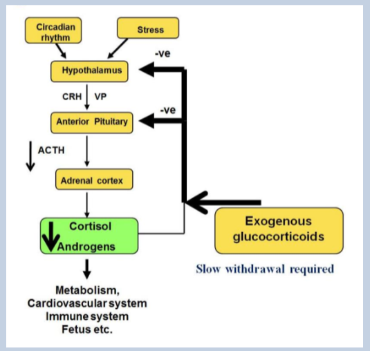 <p>Exogenous glucocorticoids activate the cortisol receptor. At high doses, they can suppress the hypothalamic-pituitary-adrenal (HPA) axis, leading to adrenal cortex atrophy due to lack of adrenocorticotropic hormone (ACTH) stimulation.</p>