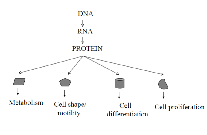 <p>Differential gene expression is crucial because it allows cells to specialize and perform specific functions within an organism <span class="tt-bg-green">by selectively activating or deactivating genes.</span></p>