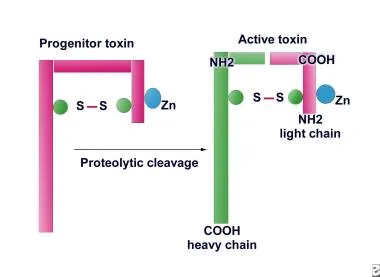 <p>1-Clostridium botulinum</p><p>2-two subunits</p><p>3-destroyed by heating &gt;85 degrees C for longer than 5 minutes</p>