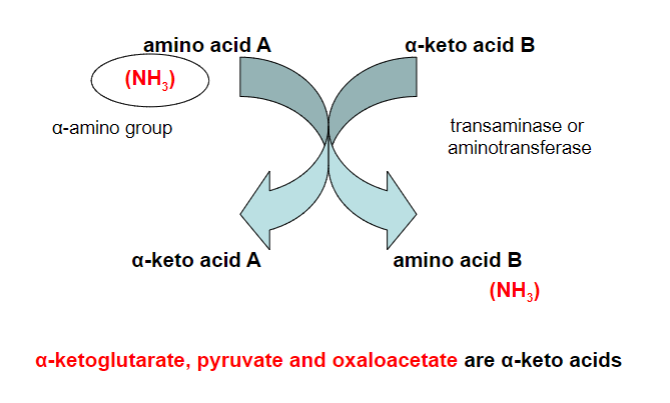 <p>A metabolic process where an amino group (NH2) is transferred from one molecule, usually an amino acid, to another molecule, typically a keto acid. This exchange creates a new amino acid and a new keto acid</p>