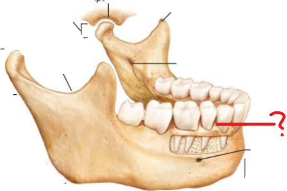 <p>Alveolar Process</p>