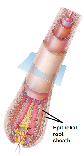 <p>What is associated with each hair follicle?</p>