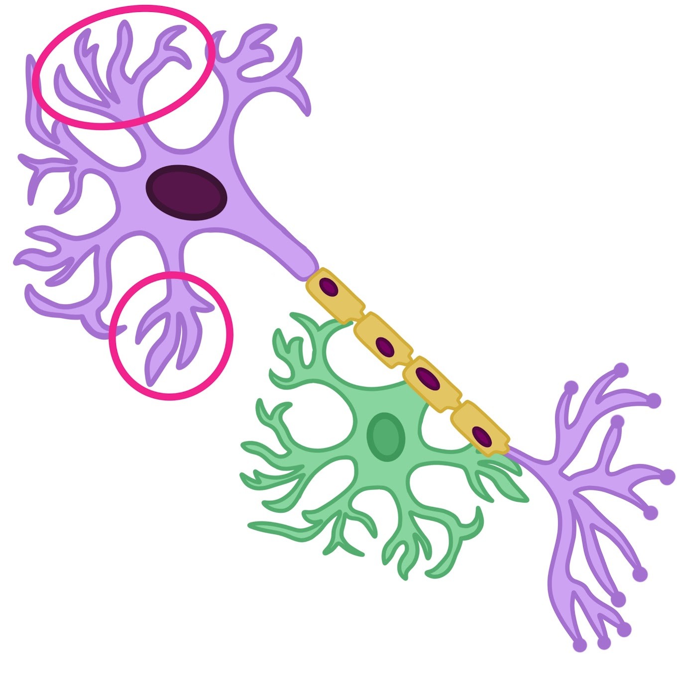 <p>Highly branched extensions that <em><span class="tt-bg-green">receive</span></em><span class="tt-bg-green"> signals </span>from other neurons or sensory cells</p>