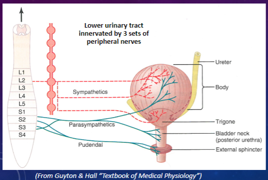 <p>✶Sympathetic (hypogastric nerve)</p><p>✶Parasympathetic (pelvic nerve)</p><p>✶Somatic (pudendal nerve)</p>