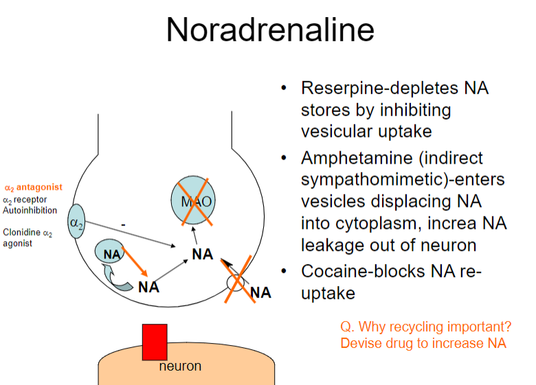 <p><strong>Reserpine:</strong> Depletes NA stores by inhibiting vesicular uptake</p><p><strong>Amphetamine:</strong> Displaces NA into the cytoplasm, increasing NA leakage out of the neuron</p><p><strong>Cocaine:</strong> Blocks NA re-uptake</p>