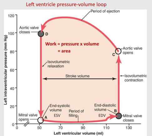 <p>1. Contracts until chamber pressure &gt; aortic pressure (isovolumetric contraction)</p><p>2. Ejection from ventricle</p>