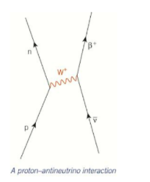 An antineutrino can interact with a proton and make it change into a proton. A beta minus particle (an electron) is created and emitted as a result of the change.
W+ from p to v 