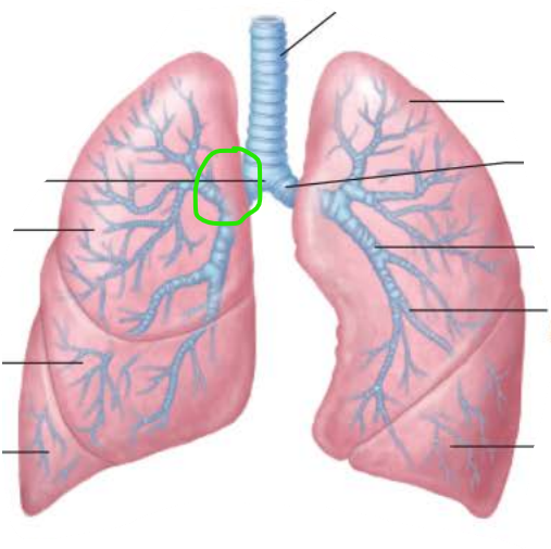 <p><strong>True or false</strong></p><p>Right main bronchi is wider, shorter, and more vertical than left</p>